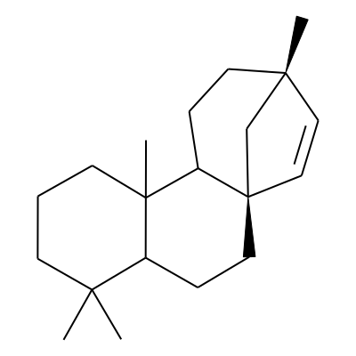 Isohibaene