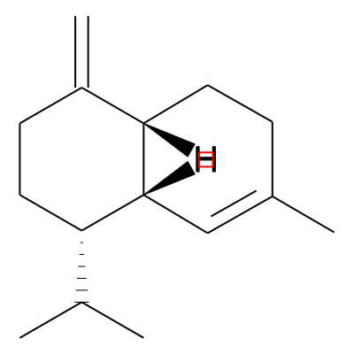gamma-Amorphene