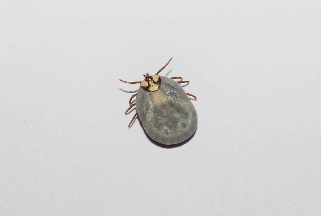 Amblyomma gervaisi