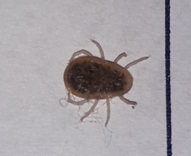 Argas reflexus