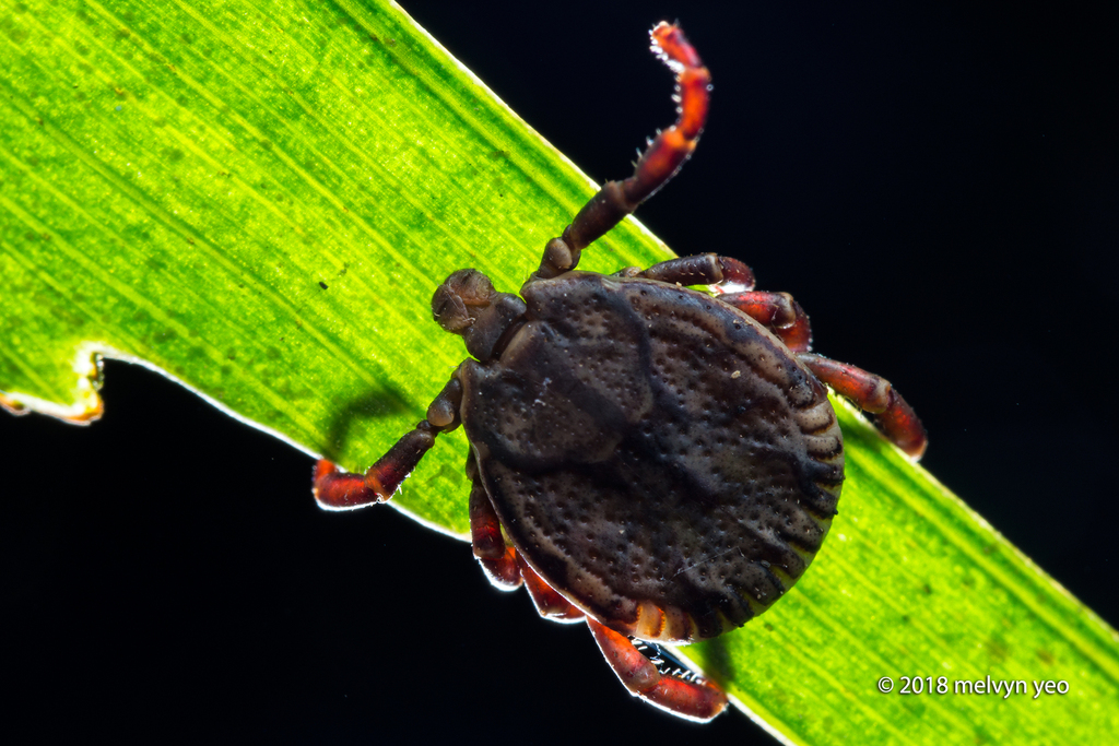Dermacentor auratus