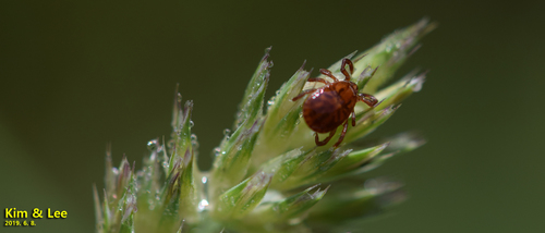 Haemaphysalis flava