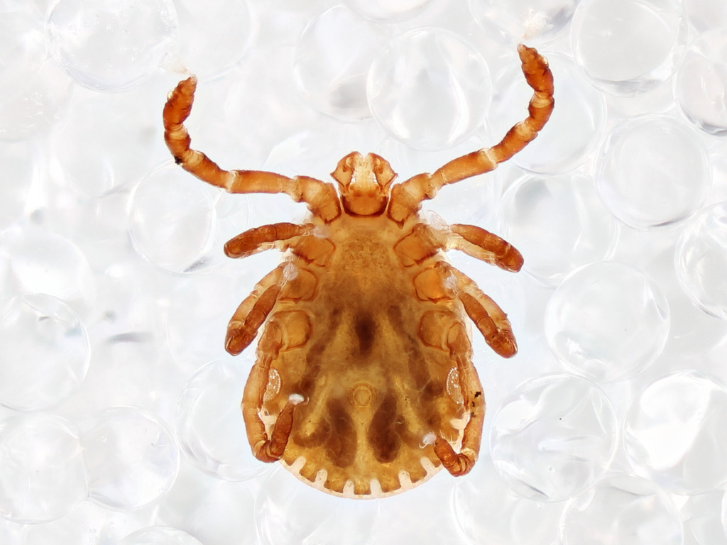 Haemaphysalis longicornis