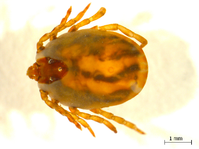 Hyalomma anatolicum