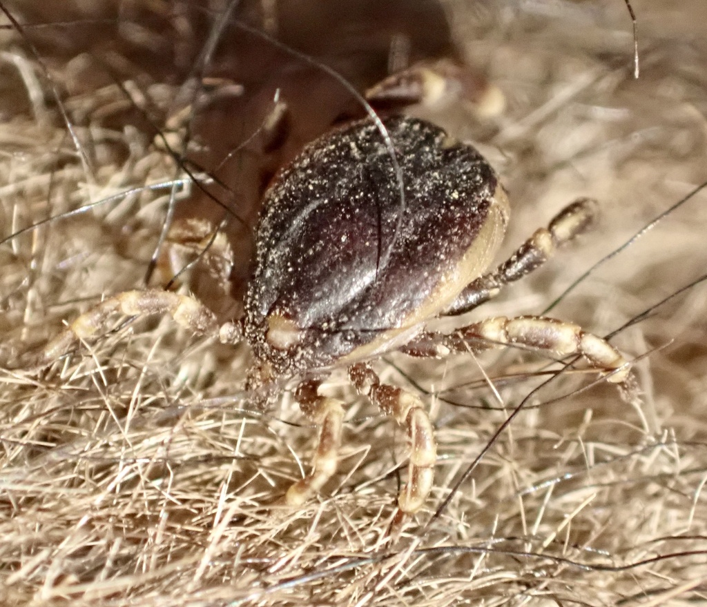 Hyalomma dromedarii