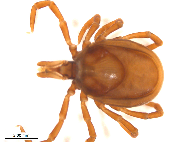 Ixodes acutitarsus