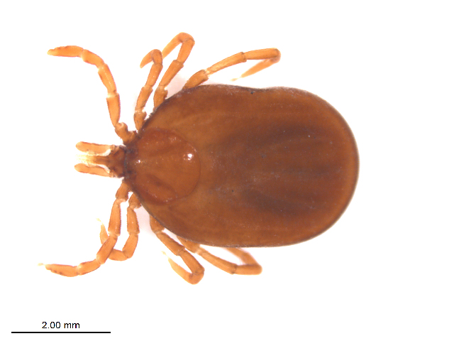 Ixodes ovatus