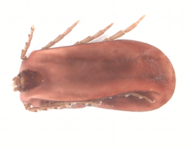 Rhipicephalus annulatus