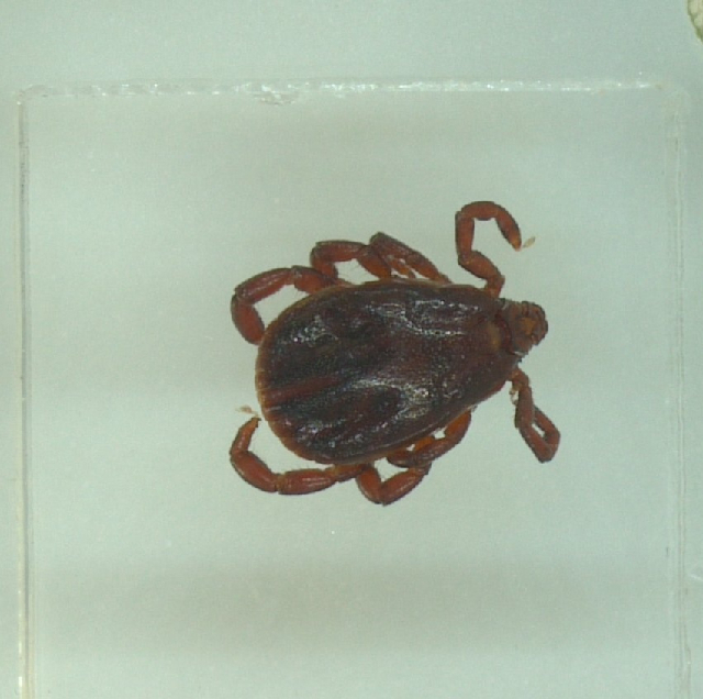 Rhipicephalus bursa