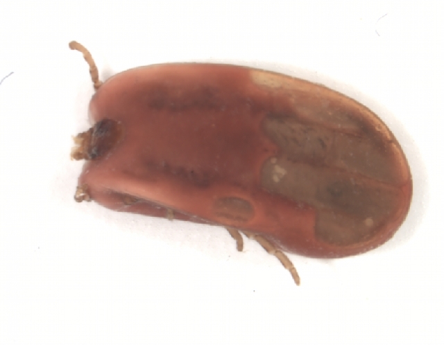 Rhipicephalus geigyi