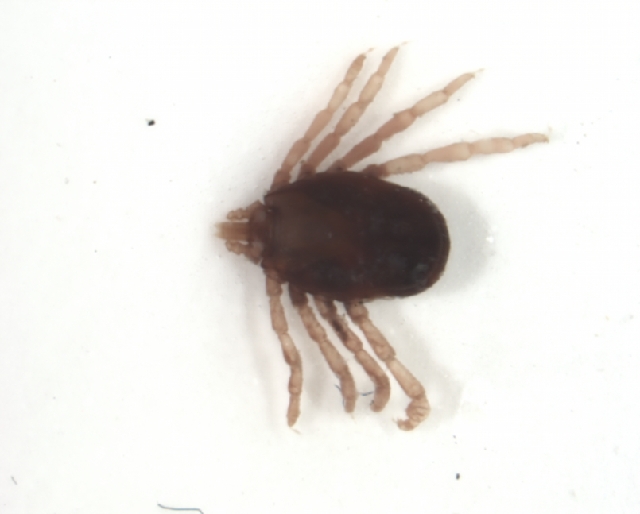 Rhipicephalus microplus