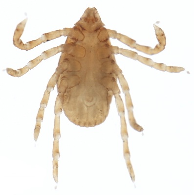 Rhipicephalus sanguineus